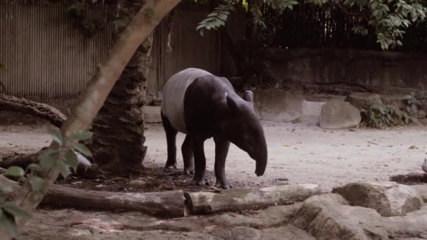 Natuur wild leven dierlijke schattig Maleise Tapir rondlopen. — Stockvideo