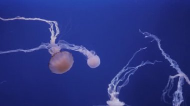 Denizanası suyun içinde mavi bir arka plan üzerinde hareket.