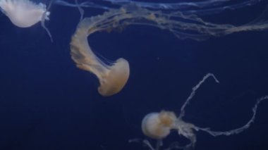 Denizanası suyun içinde mavi bir arka plan üzerinde hareket.