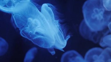 Denizanası suyun içinde mavi bir arka plan üzerinde hareket.