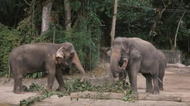 Grup saman ve kulakları Flopping yeme fil