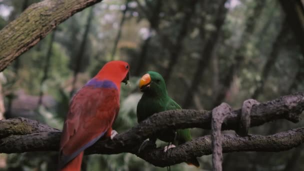 Twee grote kleurrijke papegaaien voeden elkaar. Zittend op de tak — Stockvideo