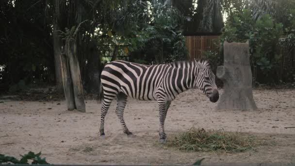 Zèbre au zoo. Zèbre africain dans le zoo mange et secoue sa queue en 4k — Video