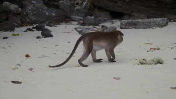 Μαϊμού στο τροπικό νησί παραλία — Αρχείο Βίντεο