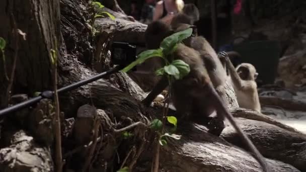 熱帯の島のビーチで猿 — ストック動画