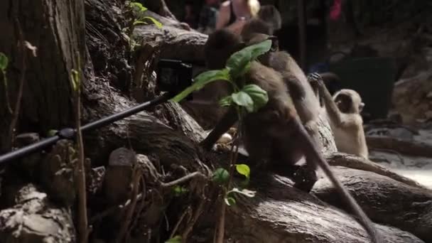 Singe sur la plage île tropicale — Video