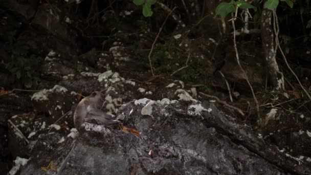 Monkey on tropical island beach — Stock Video