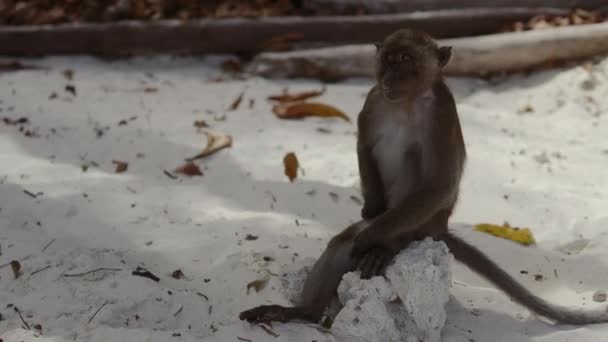 Monkey on tropical island beach — Stock Video