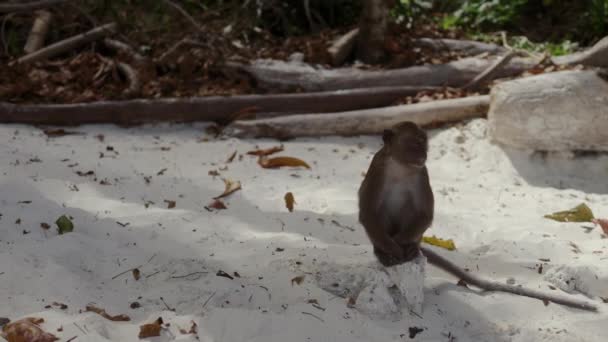 Mono en la playa isla tropical — Vídeo de stock