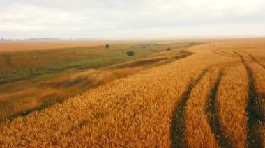 Sisli sabah alan üzerinde uçuş