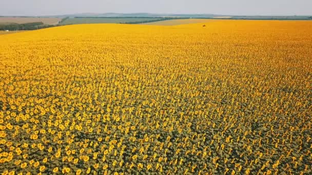 Flight Field Sunflowers — Stock Video