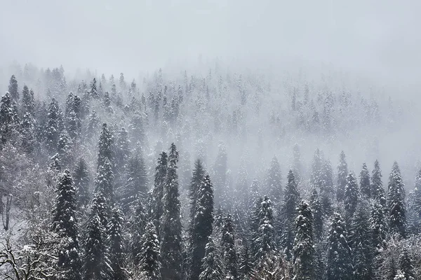 Ochtend Het Winter Forest — Stockfoto