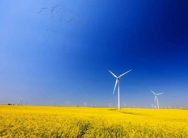 spring landscape with blue sky, yellow expanse with rapeseed flowers and the background wind turbines. Common cranes on the sky