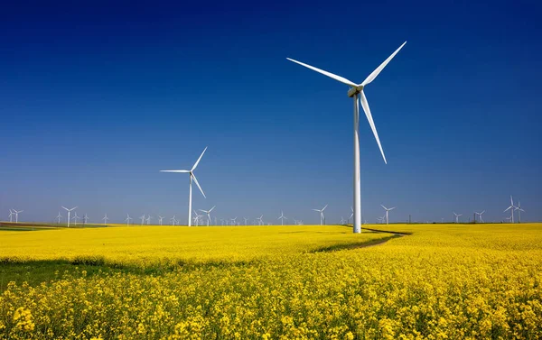 Wind turbines on fields with windmills in the Romanian region Dobrogea. Rapeseed field in bloom. Renewable energy. Protect the environment.