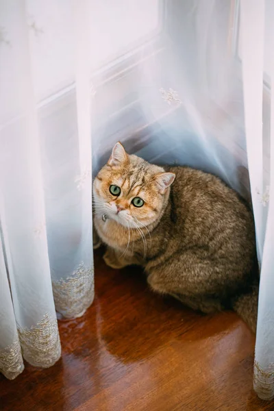 Golden Shaded British Shorthair Cat