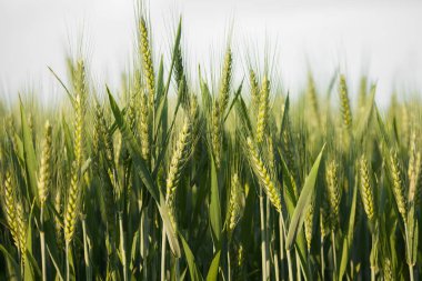 yeşil buğday kulaklara geç Bahar yakın çekim