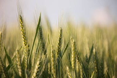 yeşil buğday kulaklara geç Bahar yakın çekim