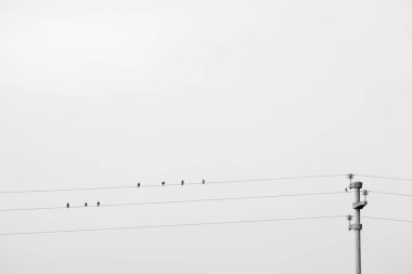 bazı siyah kuşlar sittings beyaz arka plan üzerinde elektrik telleri üzerinde