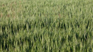 yeşil buğday kulaklara geç Bahar yakın çekim