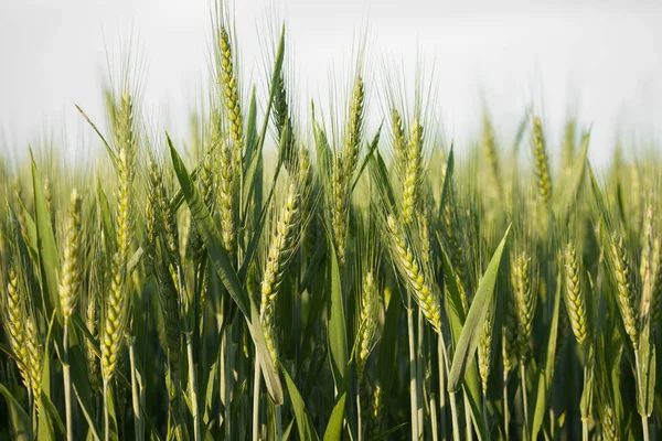 yeşil buğday kulaklara geç Bahar yakın çekim