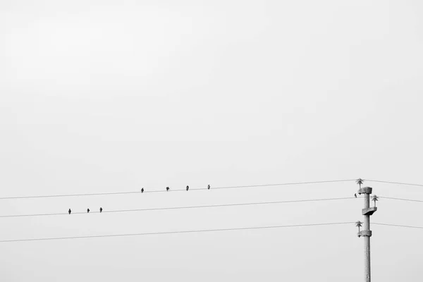 Bazı Siyah Kuşlar Sittings Beyaz Arka Plan Üzerinde Elektrik Telleri — Stok fotoğraf