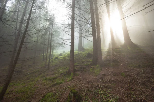 雾天里树林里的太阳 — 图库照片