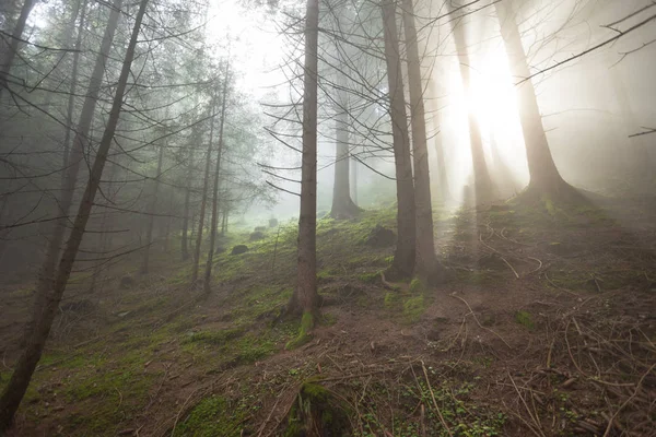 Soleil Intérieur Bois Dans Une Journée Brumeuse — Photo