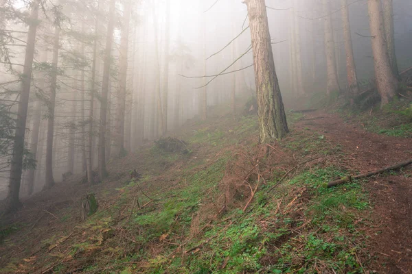 Лесу Туманный День — стоковое фото