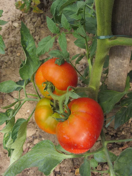 Red Tomato Plants Home Made Vegetable Garden — Stock Photo, Image