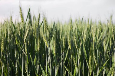 yeşil buğday kulaklara geç Bahar yakın çekim