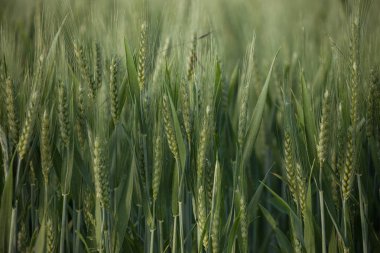 yeşil buğday kulaklara geç Bahar yakın çekim
