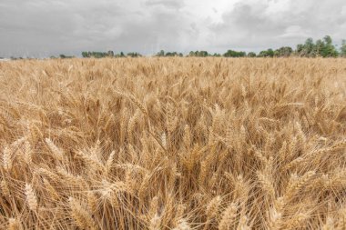 olgun buğday kulaklara zaman hasat üzerinde Kapat
