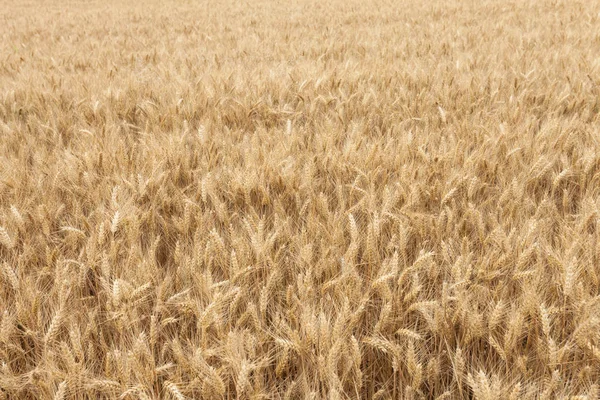 Close Ripe Wheat Ears Reaping Time — Stock Photo, Image