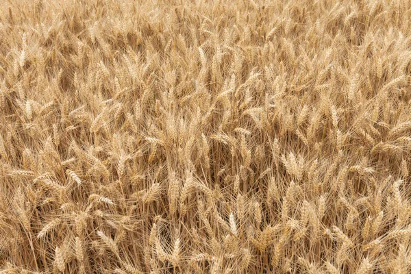 時間を刈り取りに熟した小麦の耳のクローズ アップ — ストック写真