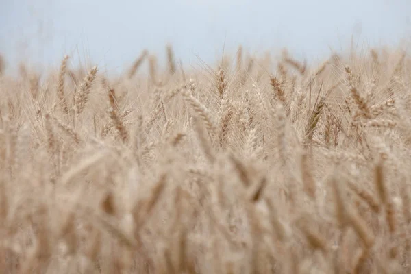 Close Ripe Wheat Ears Reaping Time — Stock Photo, Image