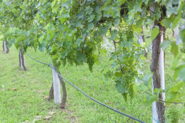 İtalya'da ekili koruk