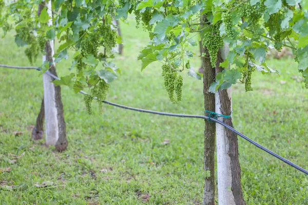 Niedojrzałe Winogrona Uprawiane Włochy — Zdjęcie stockowe