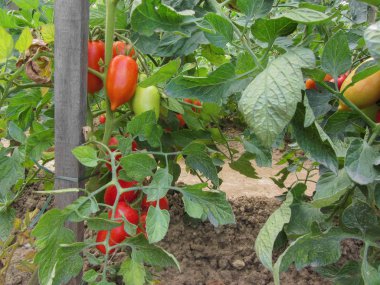 Ev yapımı sebze bahçesinde kırmızı domates bitkisi