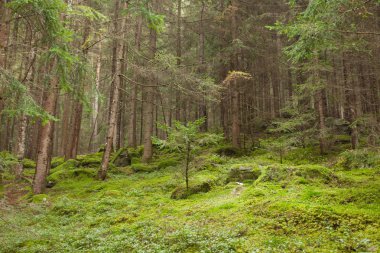 İtalyan Alpleri tipik bir orman içinde