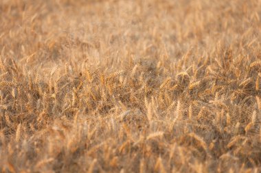 olgun buğday kulaklara bir orta Haziran günbatımı sırasında zaman hasat üzerinde Kapat