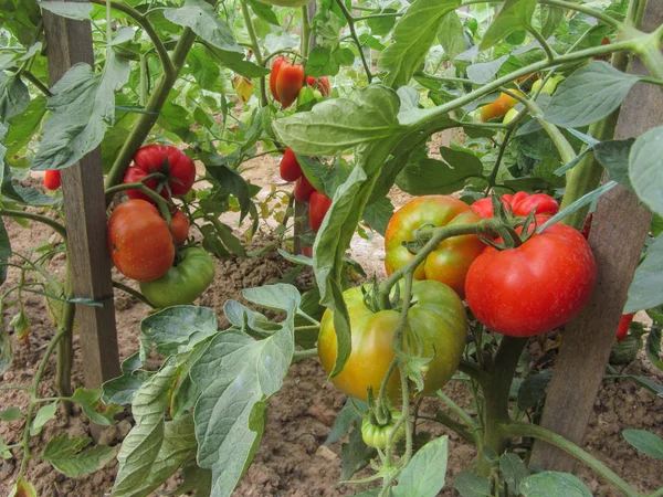 Ev yapımı sebze bahçesinde kırmızı domates bitkisi