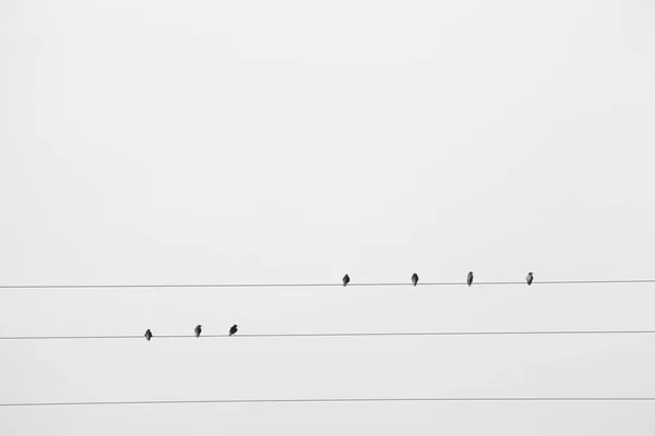 Algunos Pájaros Negros Sentados Cables Eléctricos Sobre Fondo Blanco —  Fotos de Stock