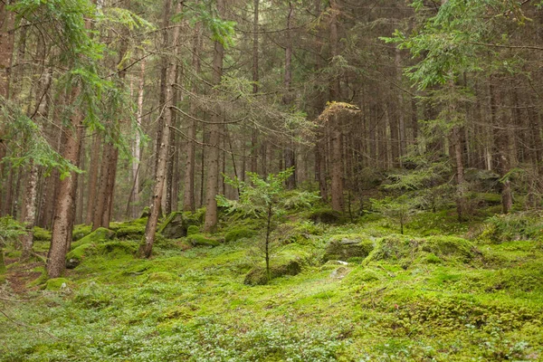 İtalyan Alpleri tipik bir orman içinde