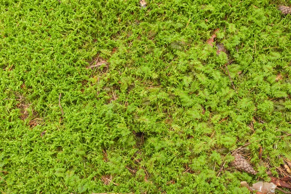 Detalj Grön Mossa Skogen — Stockfoto
