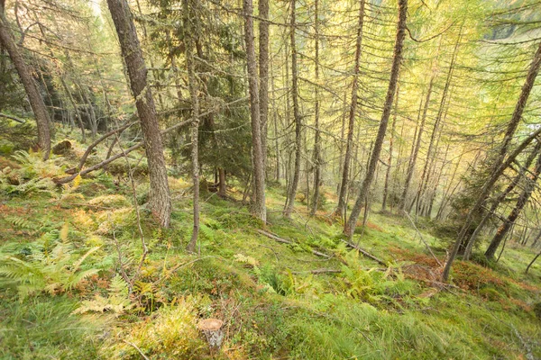 Intérieur Une Forêt Typique Mélèzes Dans Les Alpes Italiennes — Photo