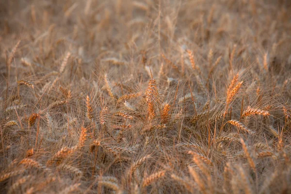 Detailní Záběr Zralé Pšenice Uši Sklízejí Během Uprostřed Června Sunset — Stock fotografie