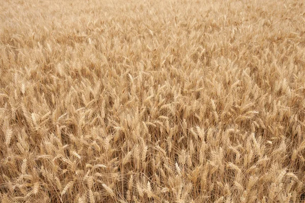 Закрыть Спелых Колосьях Пшеницы Середине Июня — стоковое фото