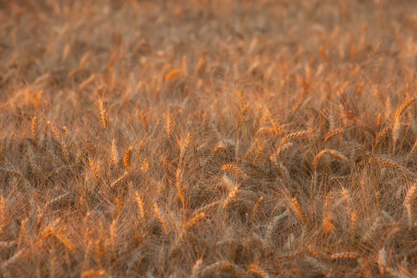 Detailní Záběr Zralé Pšenice Uši Sklízejí Během Uprostřed Června Sunset — Stock fotografie