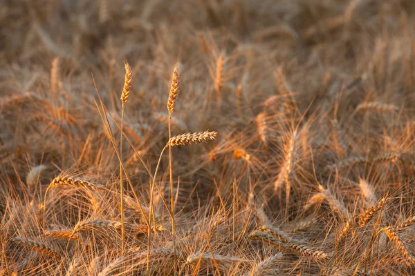 Fechar Orelhas Trigo Maduro Tempo Colheita Durante Pôr Sol Meados — Fotografia de Stock