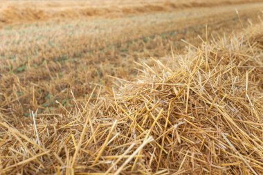 Taze buğday alan hasat